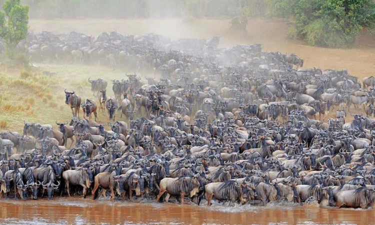 Wildebeest Migration