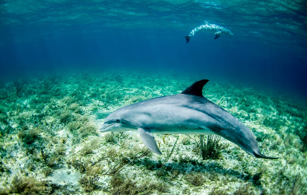 Watamu marine National Park