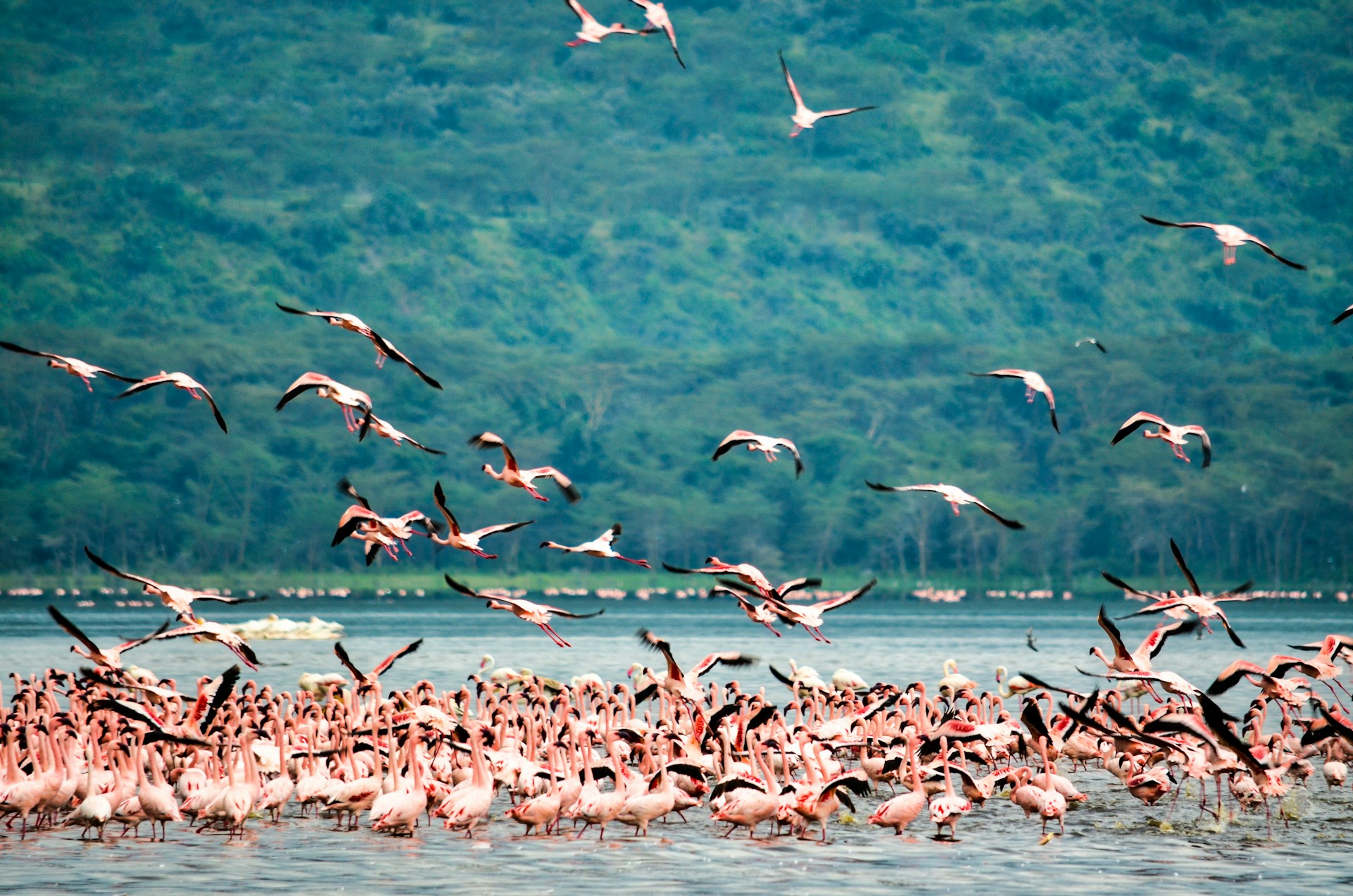 Flamingos at Lake Nakuru